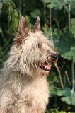 BOUVIER DES ARDENNES 388